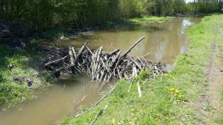 Das Biberwier im Diebelbach bei Bergheim  Castor fiber  Eurasian beaver  Europäischer Biber [upl. by Adleme]