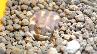 Assortment of Rain frog burrowing videos 🎁 [upl. by Akerdal209]