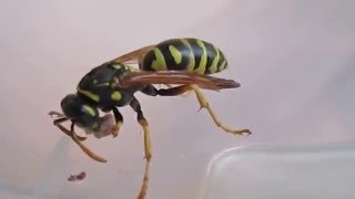 Polistes sp ест гусеницу Plodia interpunctella [upl. by Eliseo]