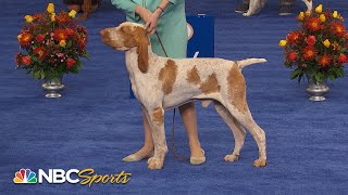 National Dog Show 2022 Sporting Group Full Judging  NBC Sports [upl. by Mandel]