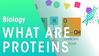 What Are Proteins  Cells  Biology  FuseSchool [upl. by Lehcyar145]