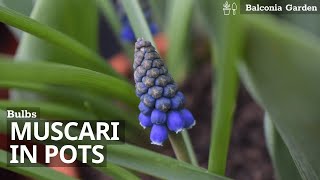 How To Plant MuscariGrape Hyacinth Bulbs in Pots [upl. by Fishman29]