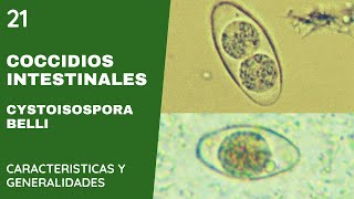 Coccidios Intestinales 21 Cystoisospora belli  Cystoisosporiasis [upl. by Aivad]