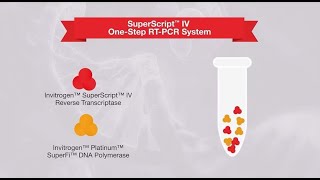 1step vs 2step RTPCR—which one is right for your application [upl. by Wileen]