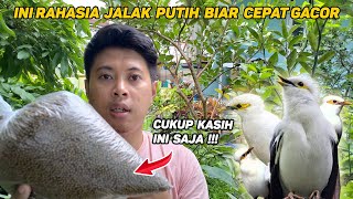 Pakan yang BAGUS untuk Burung Jalak Putih Biar Cepat GACOR  Kasih Saja PELET LELE [upl. by Ilwain]