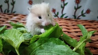 Babies baby baby Hamster Eating Vegetables cute little hamsters [upl. by Adrian]