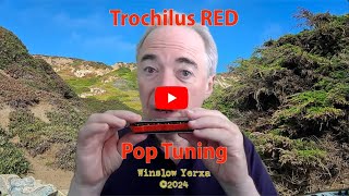 Introducing the Trochilus Pop tuning [upl. by Hasile]