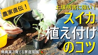 【スイカの育て方🍉】苗の植え方は超重要！【ネギ混植】成功へのポイントを徹底解説！【有機農家直伝！無農薬で育てる家庭菜園】 22423 [upl. by Lenor]