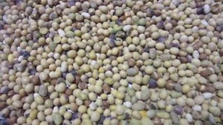 CIMBRIA SEA CHROME  USA soybeans optical sorter  selezionatrice ottica soia in USA [upl. by Flosi]