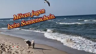 Ich jage mal die Möven am Ostseestrand 🫶🏻 liebe Grüße mit Sonnenschein für einen schönen Tag 🌞 [upl. by Miguel397]