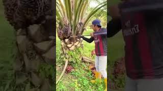 Pruning the Khajoor Plant Gardening HardWork [upl. by Fairfield]