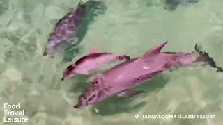 Tangalooma Island Resort Welcomes a New Addition to its Dolphin Family [upl. by Nawram]