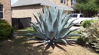 How to care for an agave plant and help it grow huge [upl. by Snowber149]