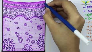 Histology of Thick SkinGlabrous skin [upl. by Naihtsirc557]