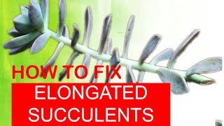 HOW TO FIX ELONGATED SUCCULENTS  Secrets to Fast PropagationASMR [upl. by Parik]