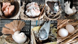 fantail pigeon breeding progress video asansol farm [upl. by Macdonald]