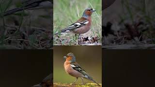 Common Chaffinch bird callصوت عصفور صلنج [upl. by Ilhsa]