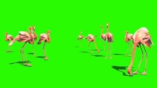 Green Screen Animals Pink Flamingo  Footage PixelBoom [upl. by Abramo]