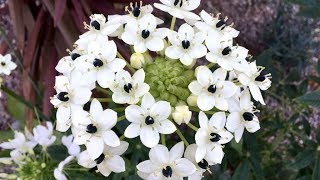 Ornithogalum saundersiae  FarmerGracycouk [upl. by Ami]