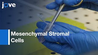 Mesenchymal Stromal Cells isolation and characterization  Protocol Preview [upl. by Ellerred]