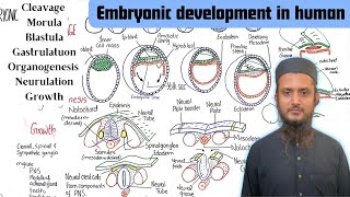 Embryonic development  cleavage  Gastrulation  Neurulation  class 12 [upl. by Enaywd767]