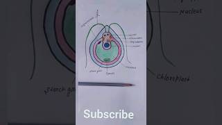 How to draw chlamydomonas algae 💫 shortsviral [upl. by Aimat]