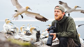 Photographing Gannets on Bass Rock 150000 BIRDS  OM System  Scottish Seabird Centre 4K [upl. by Aleina]