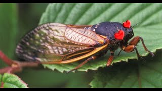 Brood X Cicadas Class of 2021 [upl. by Trilley]