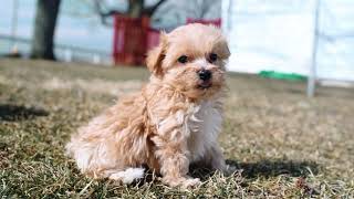 Maltipoo Puppies [upl. by Quiteris]