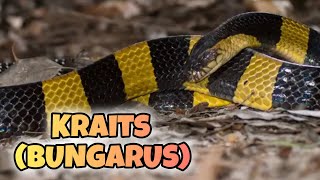 Conoce al Krait Las Serpientes del Género Bungarus [upl. by Affrica]