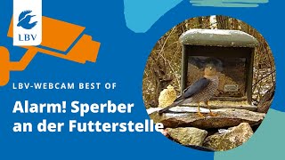 Alarm Sperber an der Futterstelle  Futterhauswebcam Hip 20240115 935 [upl. by Treblig192]