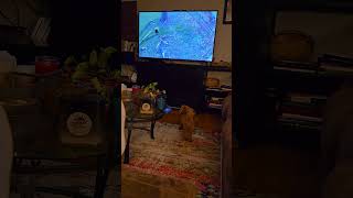 Yeti toy poodle barking at dogs on tv 252024 [upl. by Sherrod170]