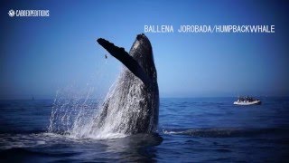 Ballenas Jorobadas saltando [upl. by Ahsatak462]