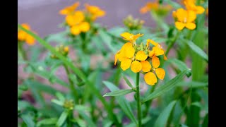 Erysimum allionii  Siberian Wallflower [upl. by Cristen]