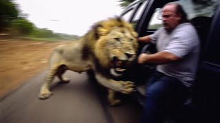 30 Times African Safaris Went Horribly Wrong [upl. by Aicirtam638]