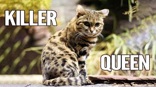 5 Purrfect Facts About the Blackfooted Cat [upl. by Ahtelra]