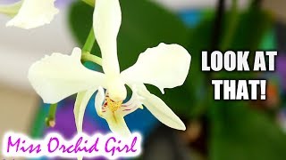 Strange Phalaenopsis Orchid find  Problems transitioning Phals to LECA [upl. by Yrrac]