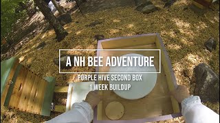 Purple Hive Second Box Inspection  Leave Them Alone and letem Work [upl. by Themis110]