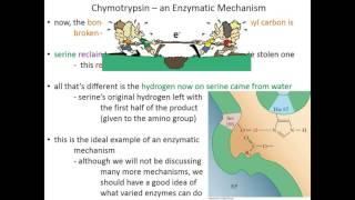 Lecture 7C Chymotrypsin Mechanism [upl. by Anrehs682]