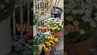 5 best winter flowering plants wintergardening wintergarden floweringplants [upl. by Firehs]