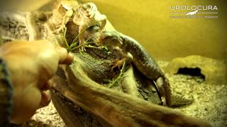 Uromastyx Princeps [upl. by Notnats167]