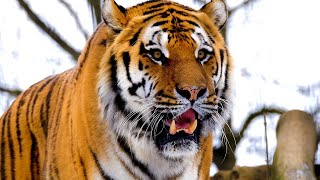 Tigers growling and roaring 😾 8 hours of tiger sound effects [upl. by Anazraf]