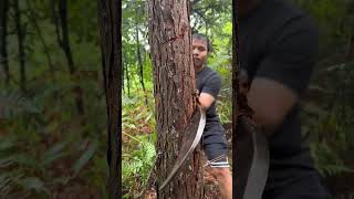 Cut down trees shorts bamboo woodtools survival carpentry outdoors woodwork [upl. by Nnaillek]