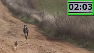 12 Galgos vs Liebres XII  Greyhounds vs Hares XII Carrerooooon [upl. by Drofnil]