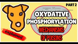 Oxidative Phosphorylation Poisons Biochemistry for Step 1 [upl. by Schaper]