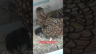 Gold sebright hen hatched chick [upl. by Reitrac]