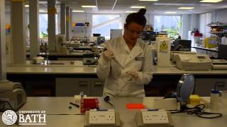 PCR Amplification of cheek cell DNA [upl. by Ahsyekat448]