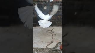 Ful size heavy powder karas pigeons fancy breed [upl. by Yklam]