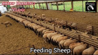 Sheep Farming Vlog Feeding Sheep [upl. by Harrison698]