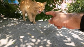 Ginger Cat Hissing At Me And Wants the Food Served Quickly [upl. by Nolad]